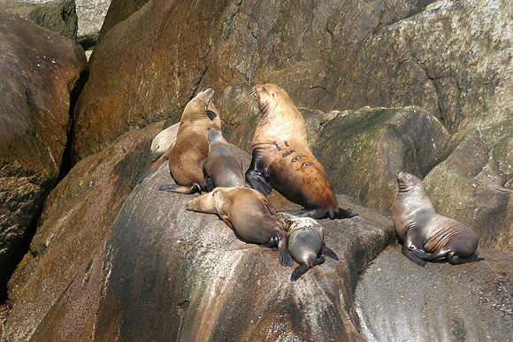 Sea Lions in Prince William Sound, Alaska: IMG_0787