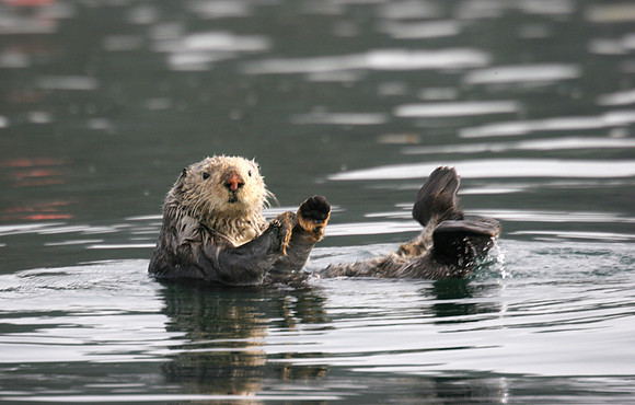 Sea Otter swimming on back, Kenai, Alaska: IMG_9901