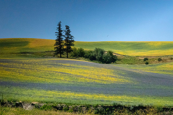 Painted Palouse - DSC05045