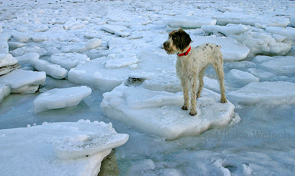 On Icefloat, but safe:858_5856