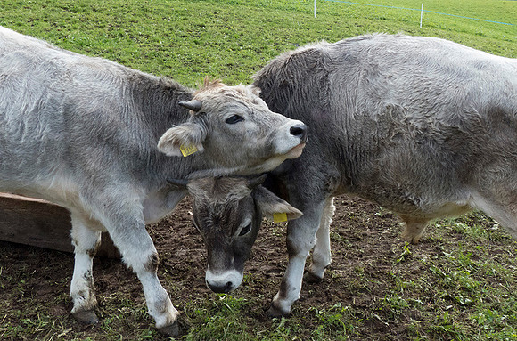 Cow Friends, South Tyrol, Italy:  P1090918