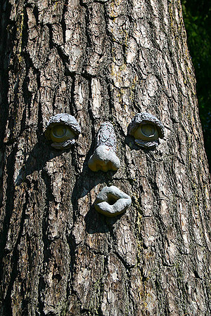 Face on Tree: 902_0215_2