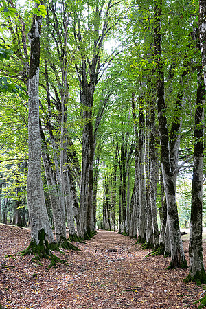 Green Alley:   DSC05693