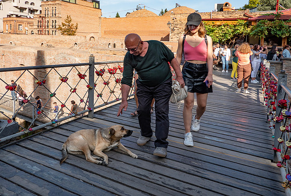 Friendly dogs every where, Tbilisi:   DSC05251