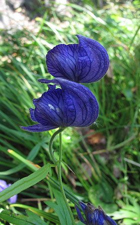 Monkshood: IMG_3542