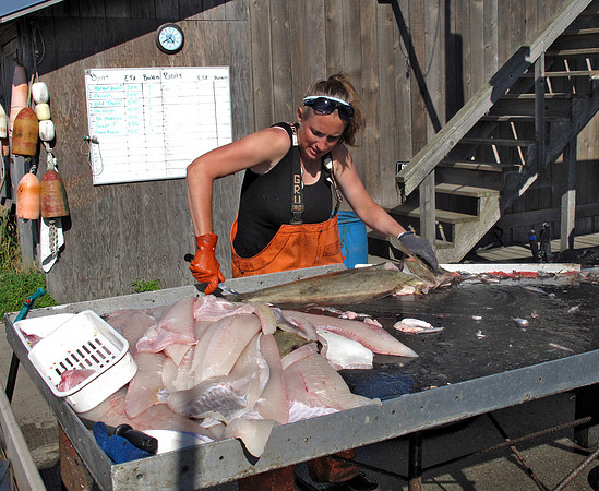 Filleting of Halibut; IMG_3632