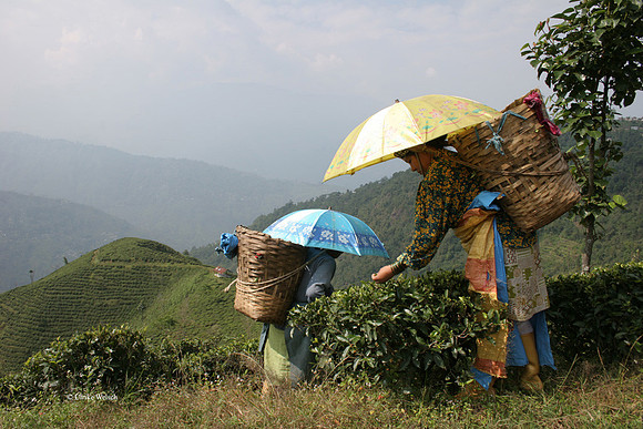 Tea Harvest in Darjeeling, India  : IMG_4879Ppt©