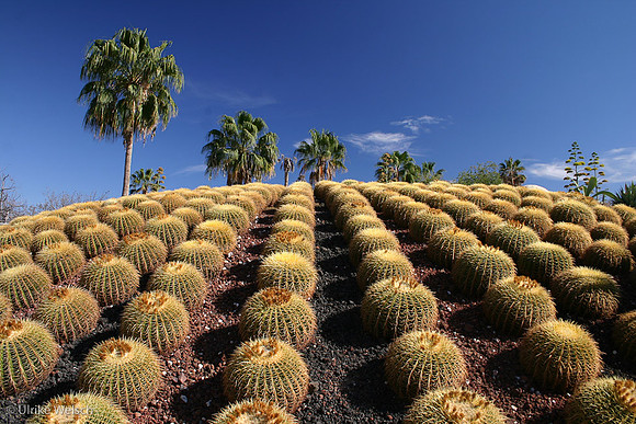 Rows of Cacti in Mexico: 102_0277