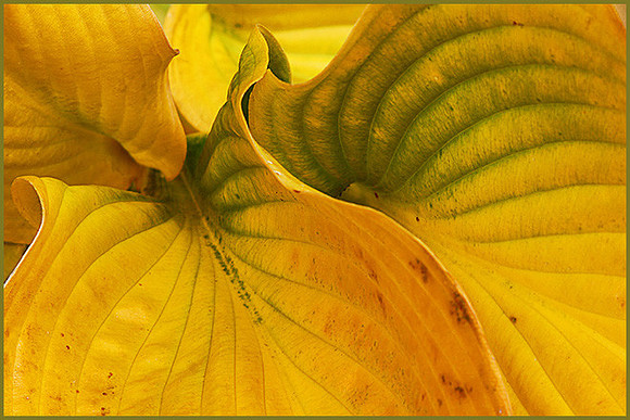 Hosta in Fall: IMG_0147