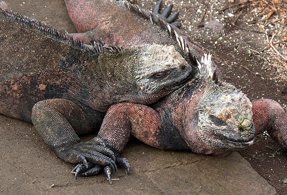 Marine Iguana Friends : IMG_3215