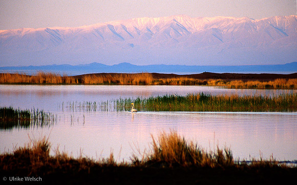 Mongolian Landscape: MLcn.5_7
