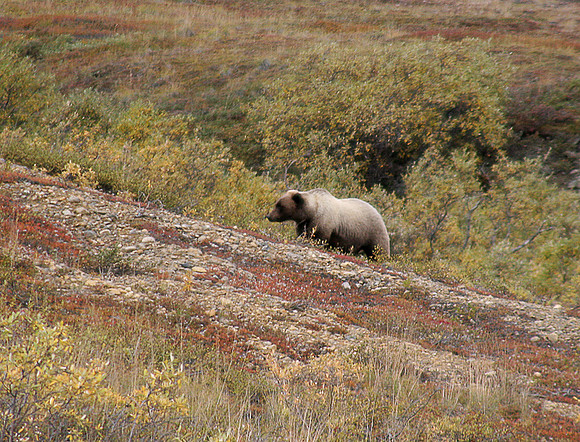 Grisly in Denali: IMG_0179