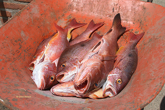 Catch of the Day: IMG_0222