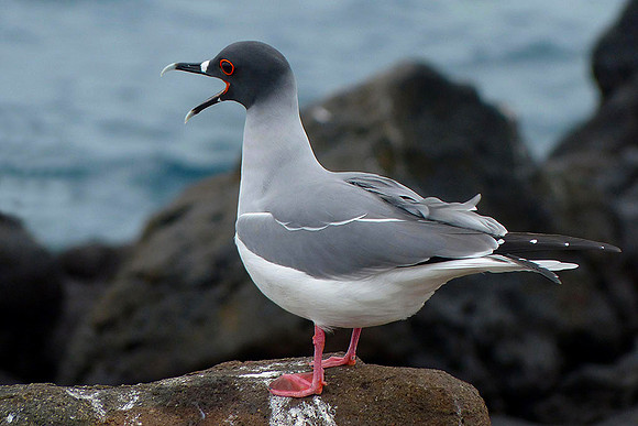 Swallowtailed Gull : P1000335