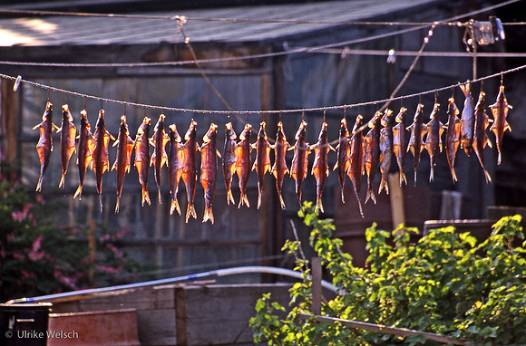 Drying Omul: RFd1_18