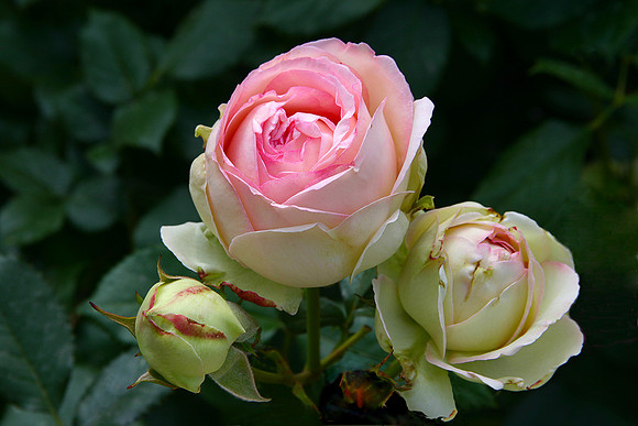 Beautiful Rose: IMG_0092