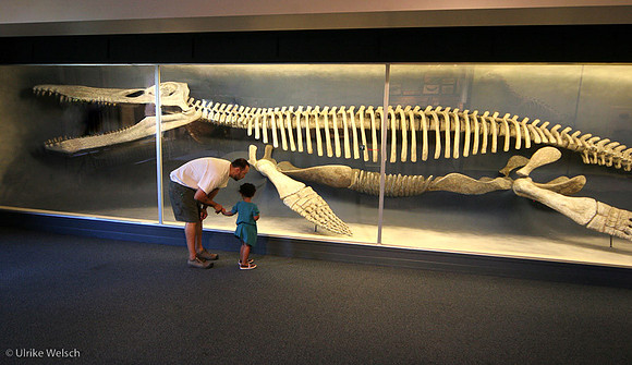 Kronosaurus display: IMG_3120