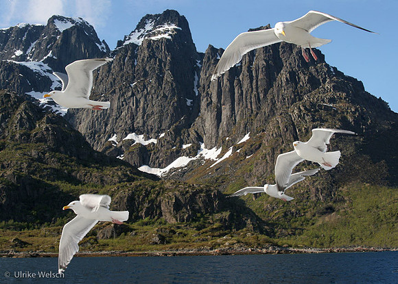 Gulls in Trollfjord: IMG_9966