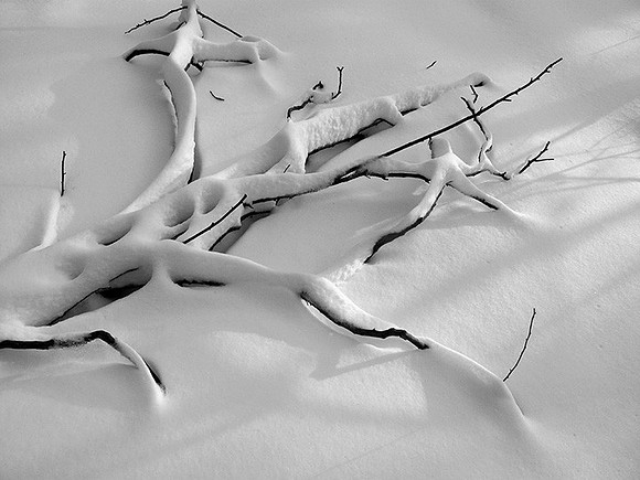 Snowy Branch: IMG_5584BW