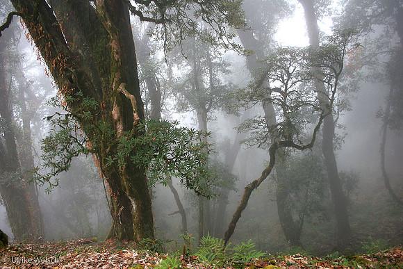 Morning Fog along the Goecha La Trek , Sikkim, INdia  : IMG_5374