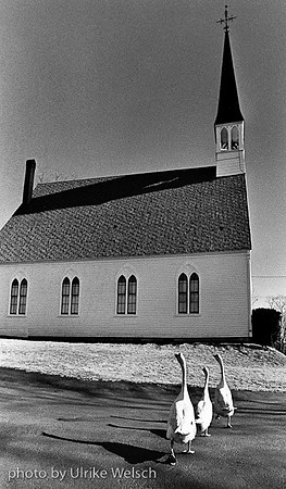 Geese Heading to Church: 142