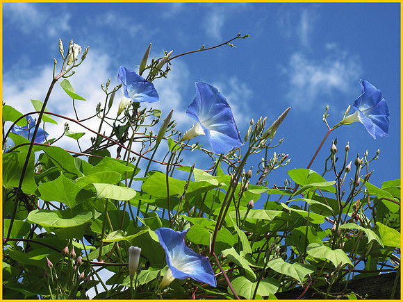 Summer wind :