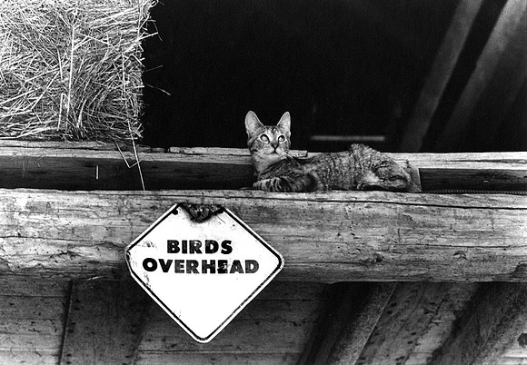 BirdsOverhead