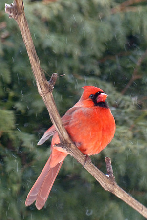 North American Cardinal:  P1060311