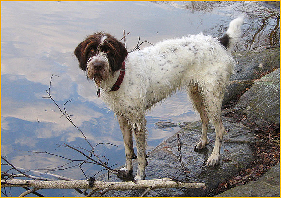 German Wire Hair Pointer: 859_5932