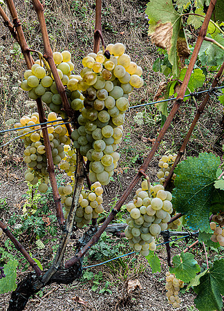Ripe on the wine:   DSC05581