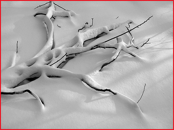 Stillife in Snow: IMG_5584BW