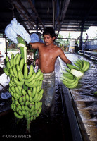 Bananas Washing CRPWb3_8