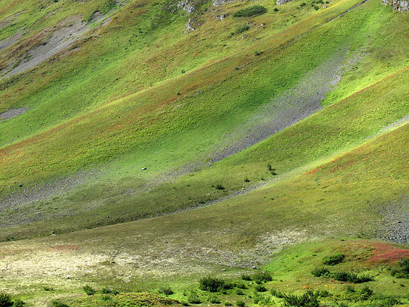 Shades of Green: IMG_4404