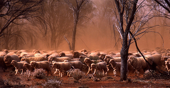 Round-Up in Southern Australia, CAnFm1_1