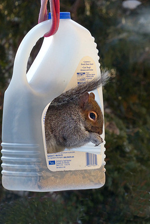 Squirrel in home made bird feeder in New England: P1060299