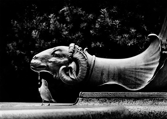 Bird at Fountain:  4