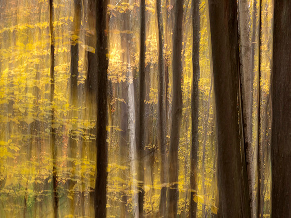 Abstract in New Hampshire forest: IMG_0926