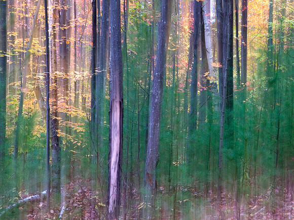 Abstract in New Hampshire forest: IMG_0940