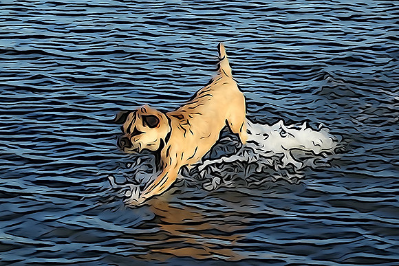 Border Terrier splashing in ocean: DSC00262