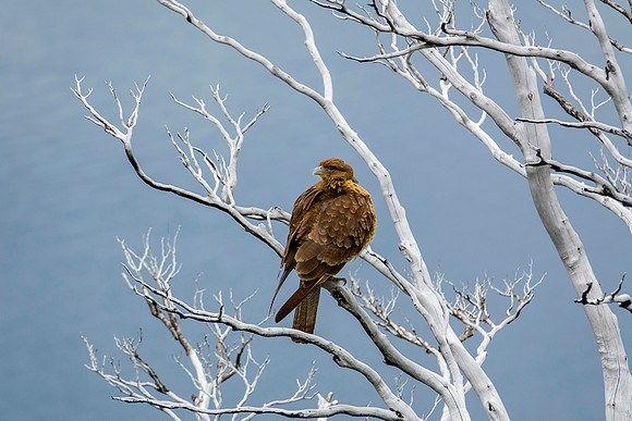 Chimango Caracara - DSC08556