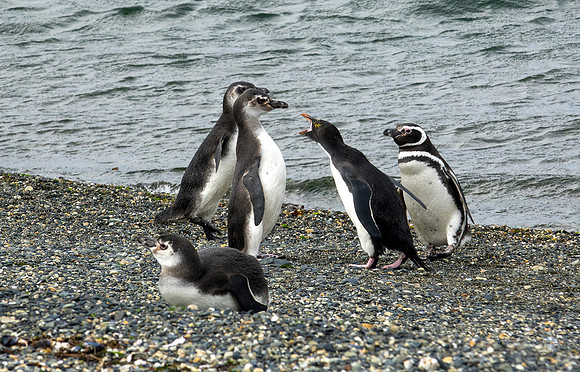 Juvenile Macaroni Penguin arguing with Magellan Penguin  : DSC09559