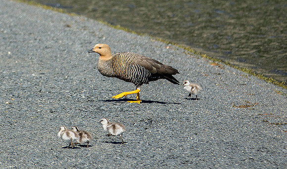 Female Upland Goose and Chicks - DSC07622