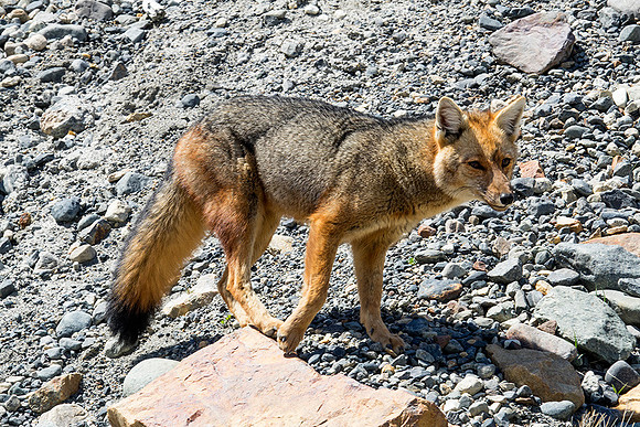 Red Fox looking for people food - DSC07656