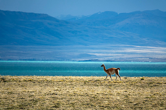Lone male Guanaco, - DSC08004