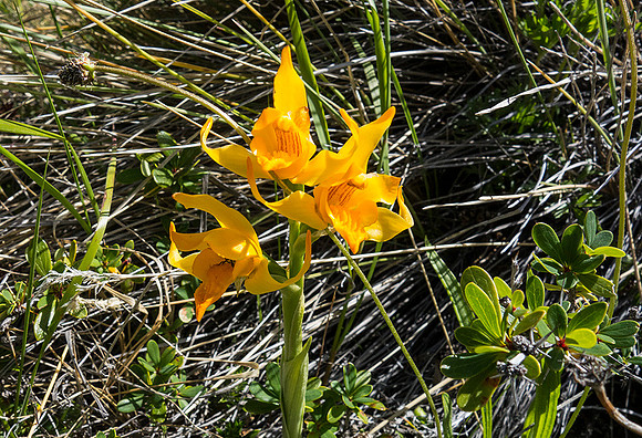 Yellow Orchid - DSC08731