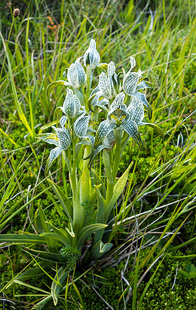 Magellan Orchid  DSC08886
