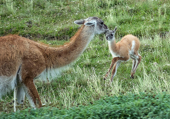 Guanaco with Young - DSC08940