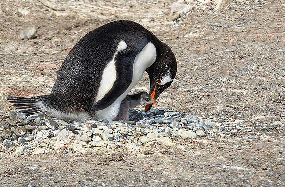 Gentoo Penguin with Chick  : DSC09700