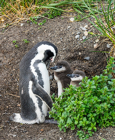 Magellan Penguin with two Chicks  : DSC09799