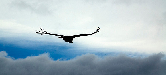 Andean Condor - DSC07878